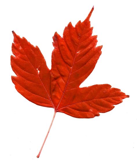 maple leaf images free